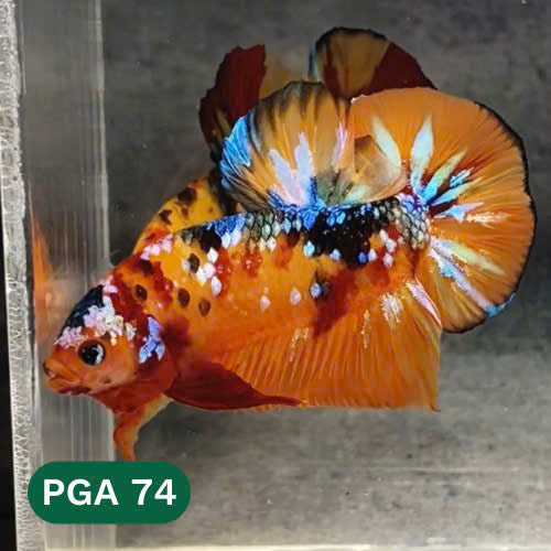 King Giant Plakat Male Betta Fish | You Pick Fish | High Grade