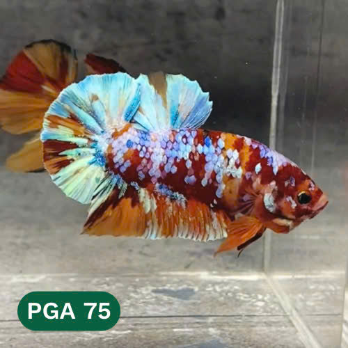 King Giant Plakat Male Betta Fish | You Pick Fish | High Grade