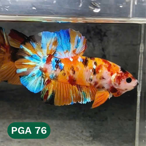 King Giant Plakat Male Betta Fish | You Pick Fish | High Grade