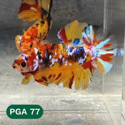 King Giant Plakat Male Betta Fish | You Pick Fish | High Grade