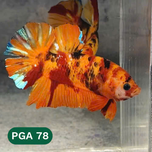 King Giant Plakat Male Betta Fish | You Pick Fish | High Grade