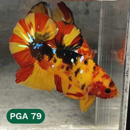 King Giant Plakat Male Betta Fish | You Pick Fish | High Grade