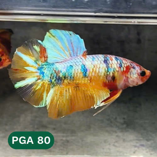 King Giant Plakat Male Betta Fish | You Pick Fish | High Grade