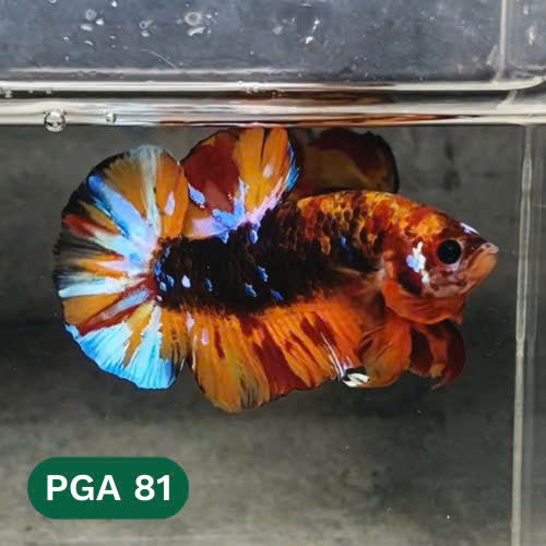 King Giant Plakat Male Betta Fish | You Pick Fish | High Grade