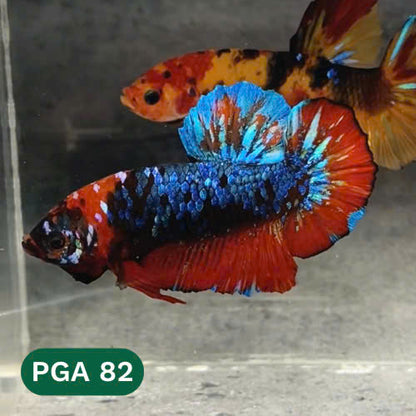 King Giant Plakat Male Betta Fish | You Pick Fish | High Grade