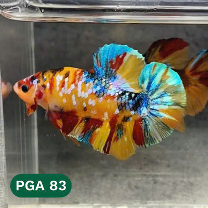 King Giant Plakat Male Betta Fish | You Pick Fish | High Grade