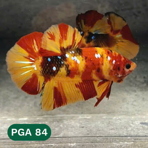 King Giant Plakat Male Betta Fish | You Pick Fish | High Grade