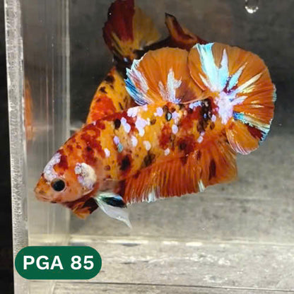 King Giant Plakat Male Betta Fish | You Pick Fish | High Grade