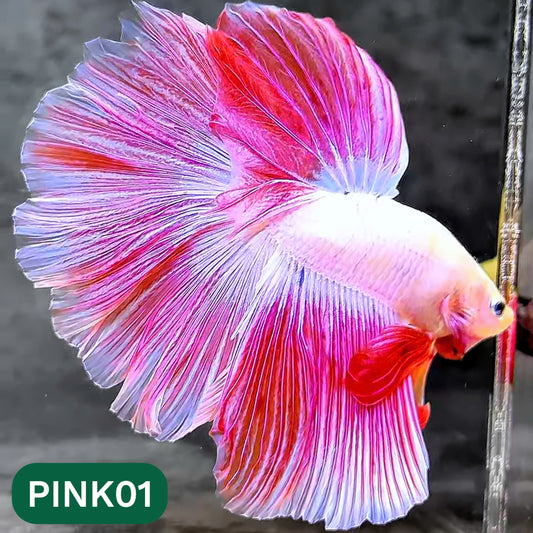 Pink Halfmoon Male Betta Fish | You Pick Fish | Order Directly From Farm