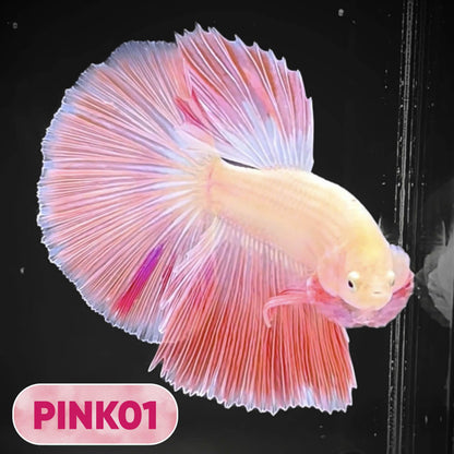 Pink Halfmoon Male Betta Fish | You Pick Fish | Order Directly From Farm