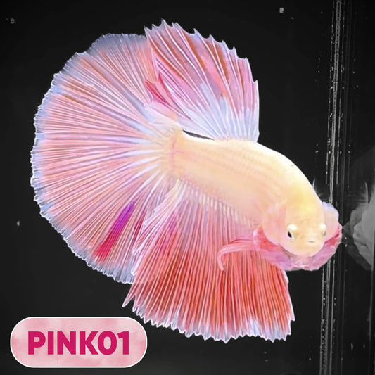Pink Halfmoon Male Betta Fish | You Pick Fish | Order Directly From Farm