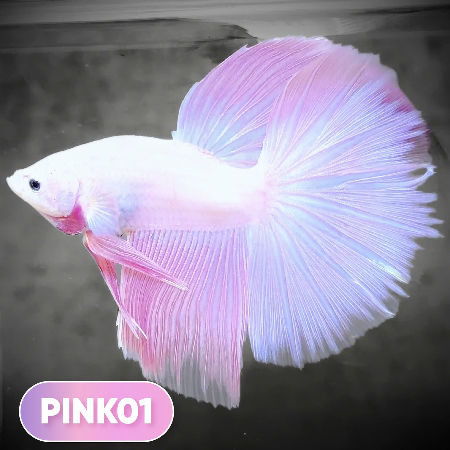 Pink Halfmoon Male Betta Fish | You Pick Fish | Order Directly From Farm