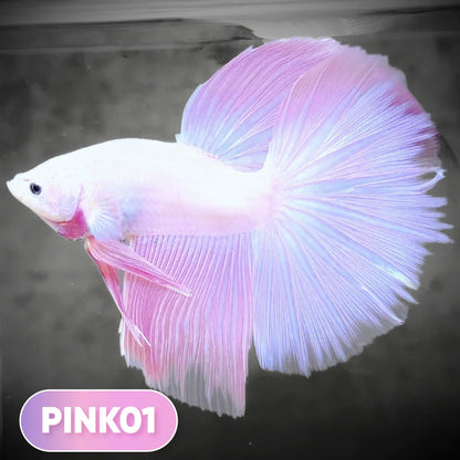 Pink Halfmoon Male Betta Fish | You Pick Fish | Order Directly From Farm