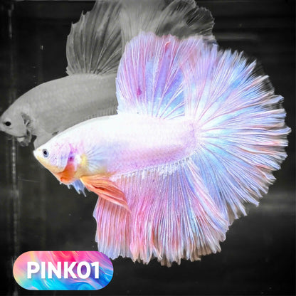 Pink Halfmoon Male Betta Fish | You Pick Fish | Order Directly From Farm