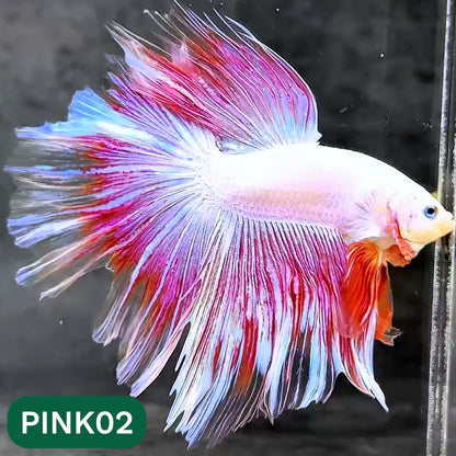 Pink Halfmoon Male Betta Fish | You Pick Fish | Order Directly From Farm