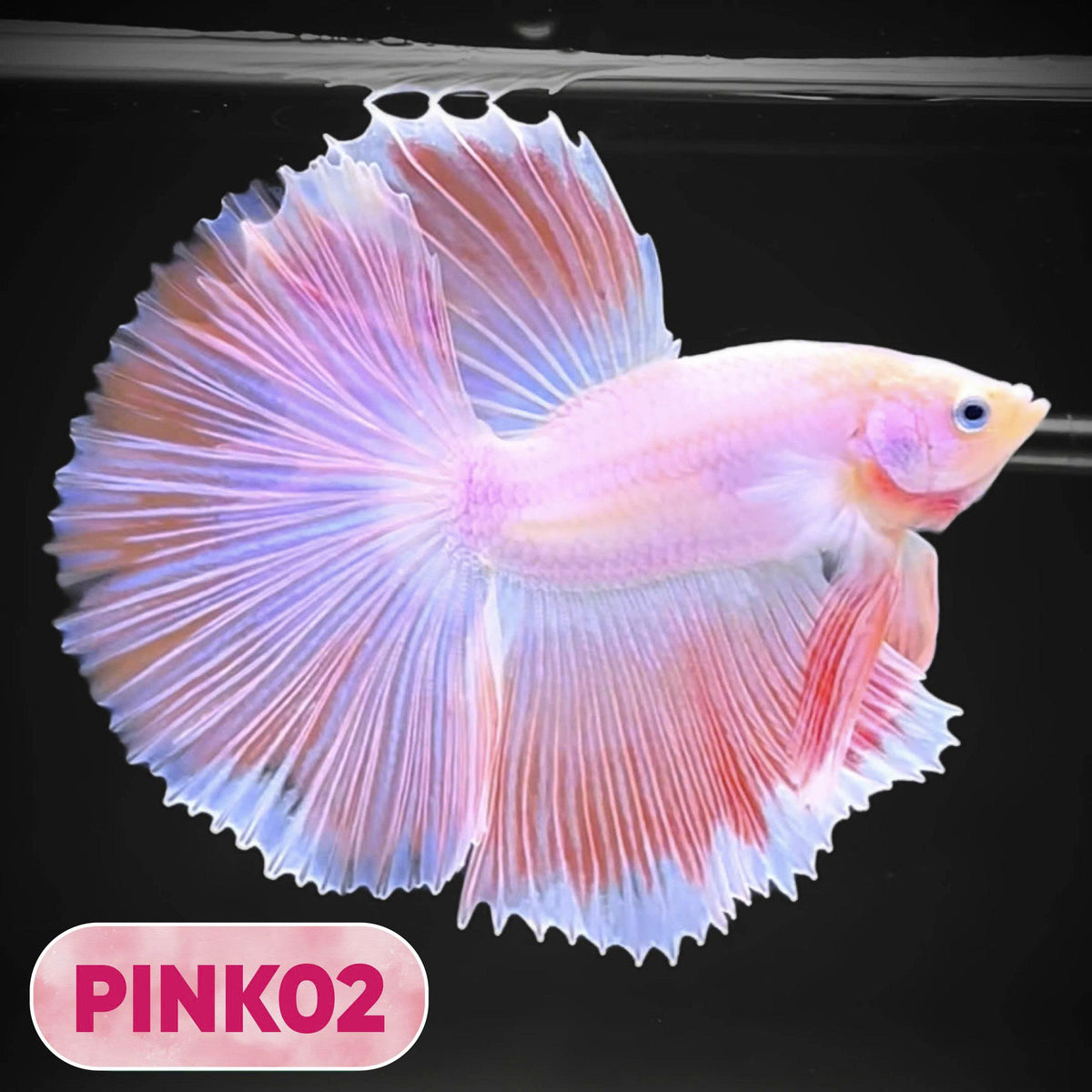 Pink Halfmoon Male Betta Fish | You Pick Fish | Order Directly From Farm
