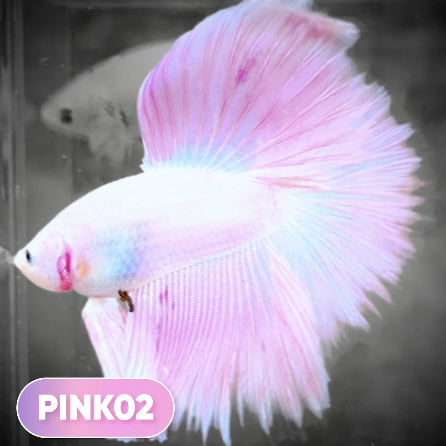 Pink Halfmoon Male Betta Fish | You Pick Fish | Order Directly From Farm
