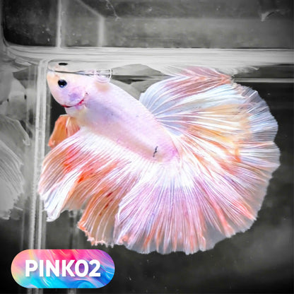Pink Halfmoon Male Betta Fish | You Pick Fish | Order Directly From Farm