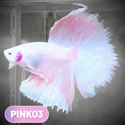 Pink Halfmoon Male Betta Fish | You Pick Fish | Order Directly From Farm