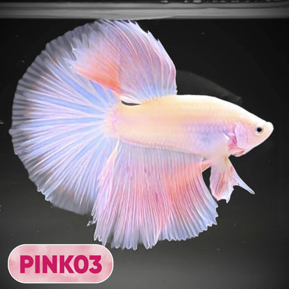Pink Halfmoon Male Betta Fish | You Pick Fish | Order Directly From Farm