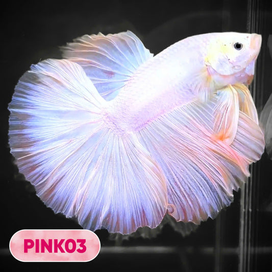 Pink Halfmoon Male Betta Fish | You Pick Fish | Order Directly From Farm