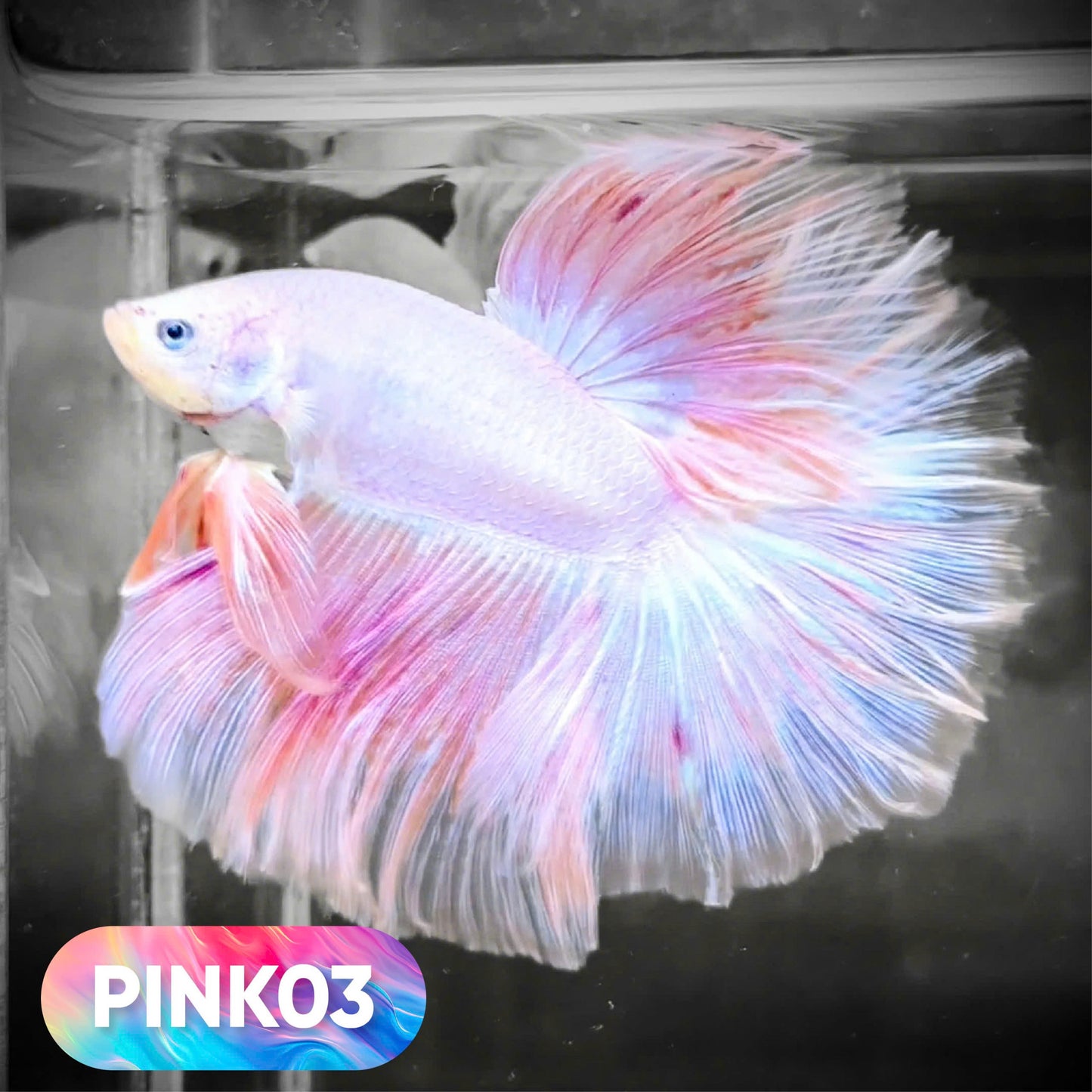 Pink Halfmoon Male Betta Fish | You Pick Fish | Order Directly From Farm