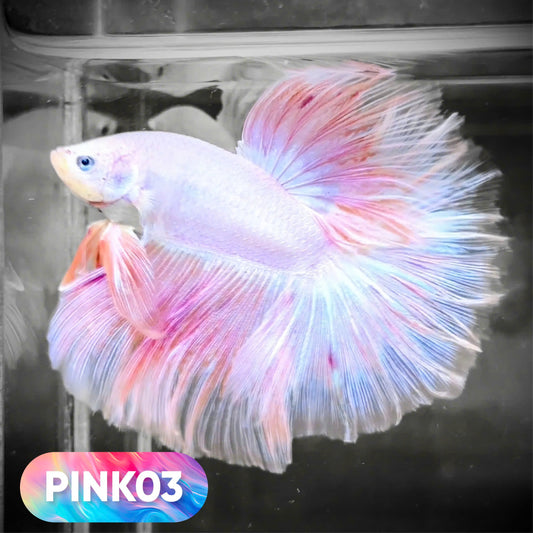 Pink Halfmoon Male Betta Fish | You Pick Fish | Order Directly From Farm