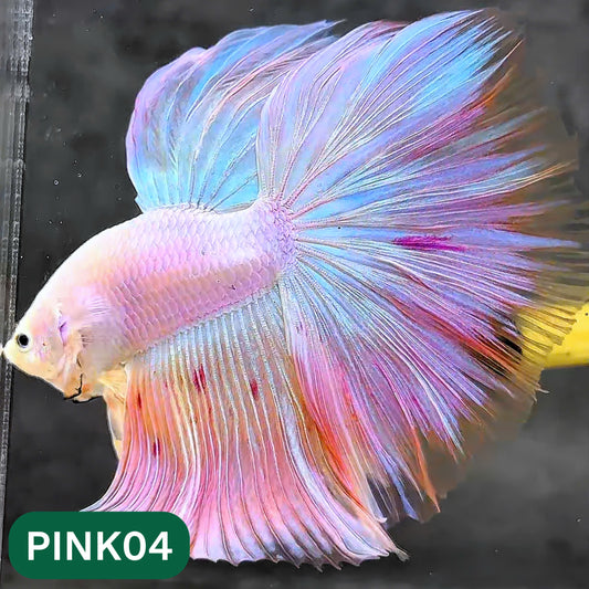 Pink Halfmoon Male Betta Fish | You Pick Fish | Order Directly From Farm