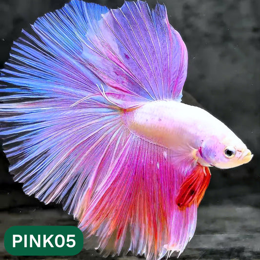 Pink Halfmoon Male Betta Fish | You Pick Fish | Order Directly From Farm