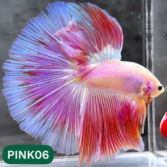 Pink Halfmoon Male Betta Fish | You Pick Fish | Order Directly From Farm