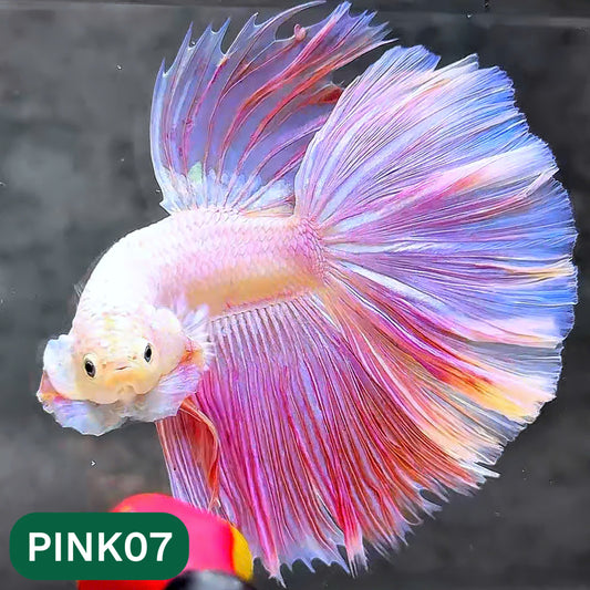 Pink Halfmoon Male Betta Fish | You Pick Fish | Order Directly From Farm