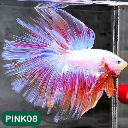 Pink Halfmoon Male Betta Fish | You Pick Fish | Order Directly From Farm