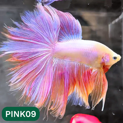Pink Halfmoon Male Betta Fish | You Pick Fish | Order Directly From Farm