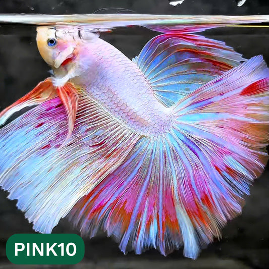 Pink Halfmoon Male Betta Fish | You Pick Fish | Order Directly From Farm