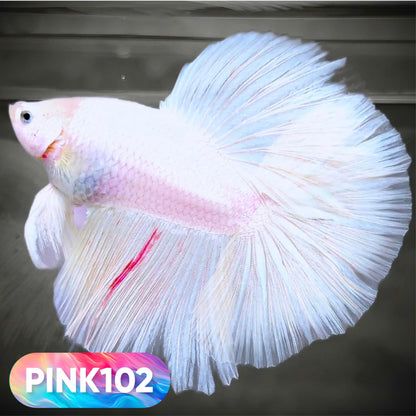Pink Halfmoon Male Betta Fish | You Pick Fish | Order Directly From Farm