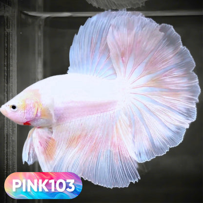 Pink Halfmoon Male Betta Fish | You Pick Fish | Order Directly From Farm
