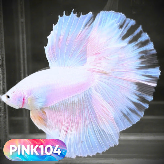 Pink Halfmoon Male Betta Fish | You Pick Fish | Order Directly From Farm