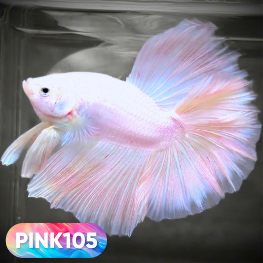 Pink Halfmoon Male Betta Fish | You Pick Fish | Order Directly From Farm