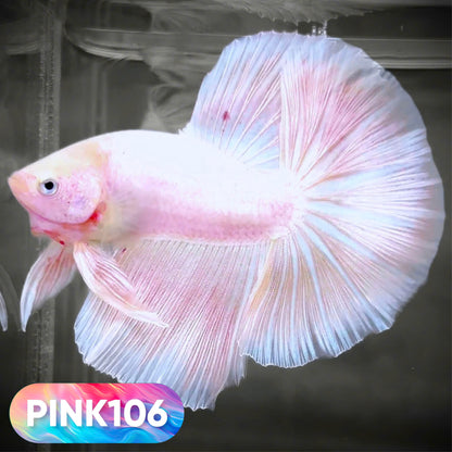 Pink Halfmoon Male Betta Fish | You Pick Fish | Order Directly From Farm