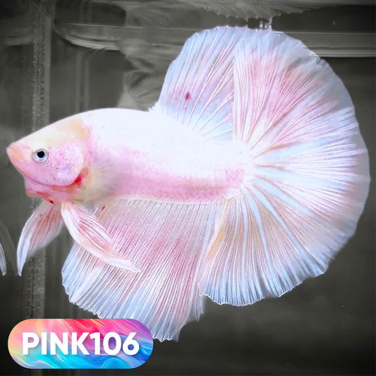 Pink Halfmoon Male Betta Fish | You Pick Fish | Order Directly From Farm