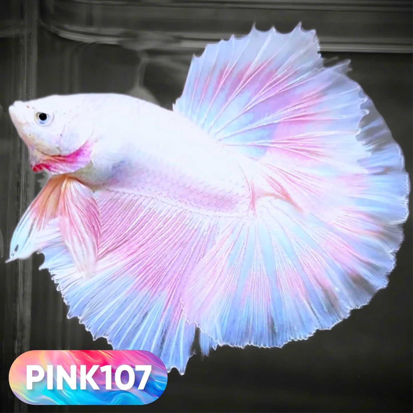 Pink Halfmoon Male Betta Fish | You Pick Fish | Order Directly From Farm