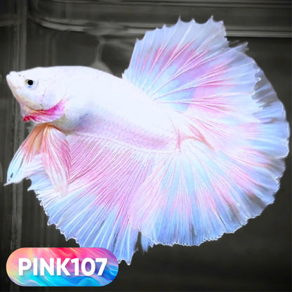 Pink Halfmoon Male Betta Fish | You Pick Fish | Order Directly From Farm