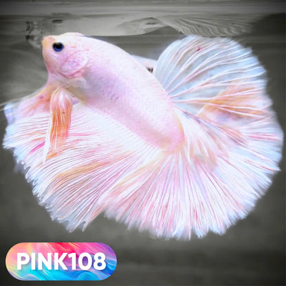 Pink Halfmoon Male Betta Fish | You Pick Fish | Order Directly From Farm