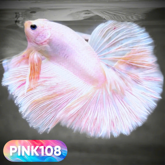 Pink Halfmoon Male Betta Fish | You Pick Fish | Order Directly From Farm