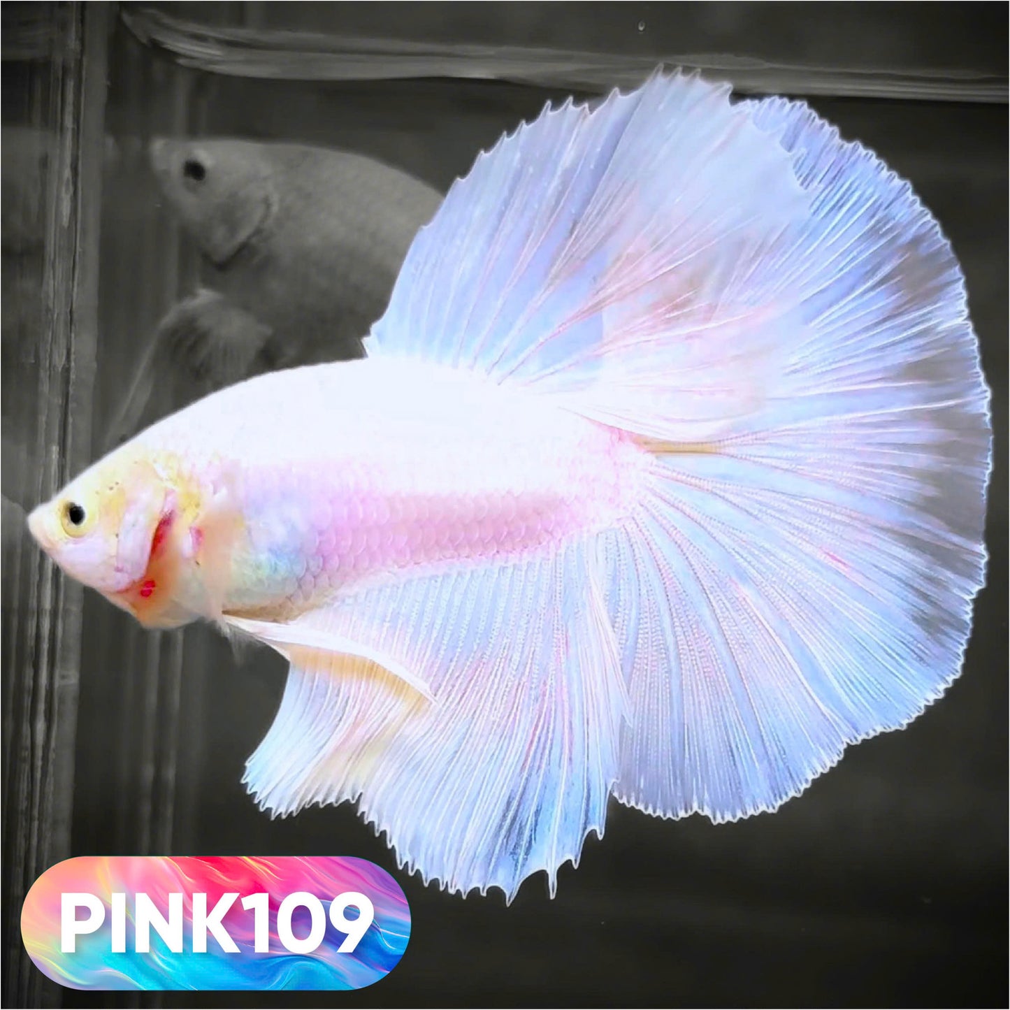 Pink Halfmoon Male Betta Fish | You Pick Fish | Order Directly From Farm