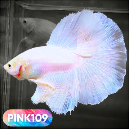 Pink Halfmoon Male Betta Fish | You Pick Fish | Order Directly From Farm