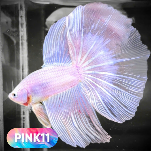 Pink Halfmoon Male Betta Fish | You Pick Fish | Order Directly From Farm