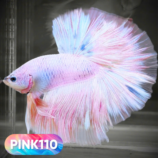 Pink Halfmoon Male Betta Fish | You Pick Fish | Order Directly From Farm
