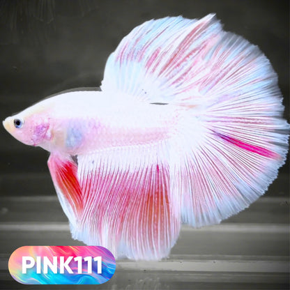 Pink Halfmoon Male Betta Fish | You Pick Fish | Order Directly From Farm
