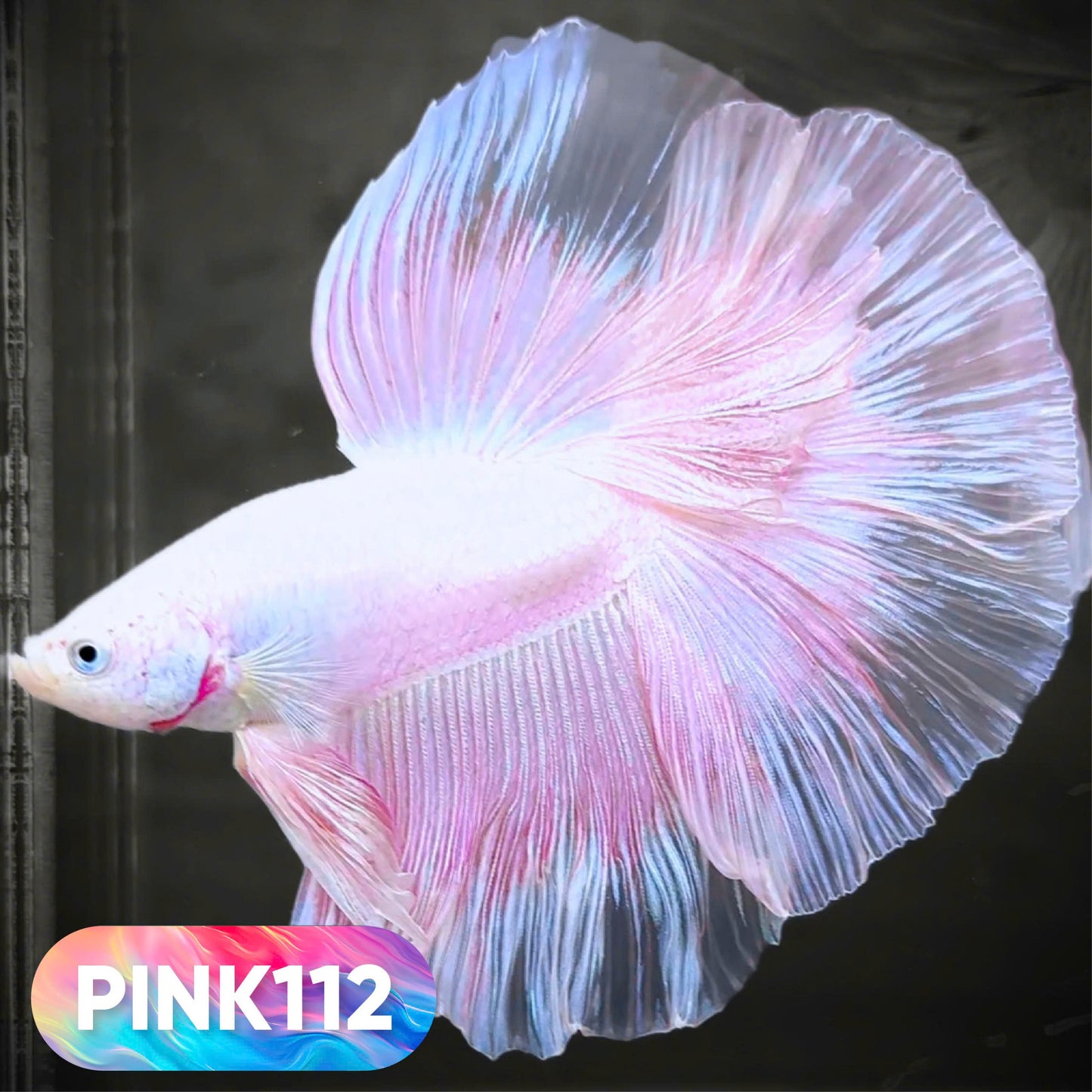 Pink Halfmoon Male Betta Fish | You Pick Fish | Order Directly From Farm